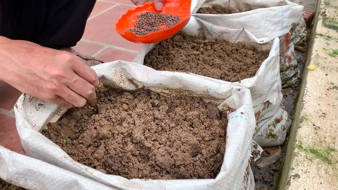 Grow Summer Water Spinach