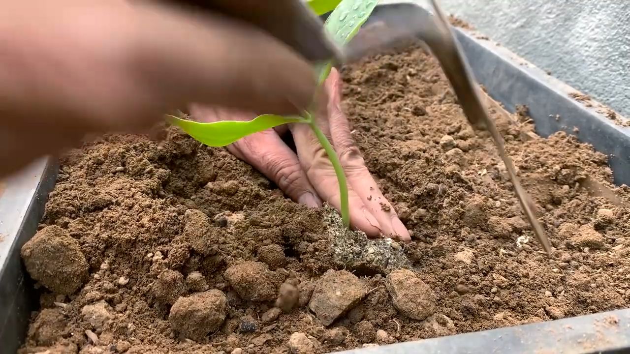 Grow Luffa Indoors Easily