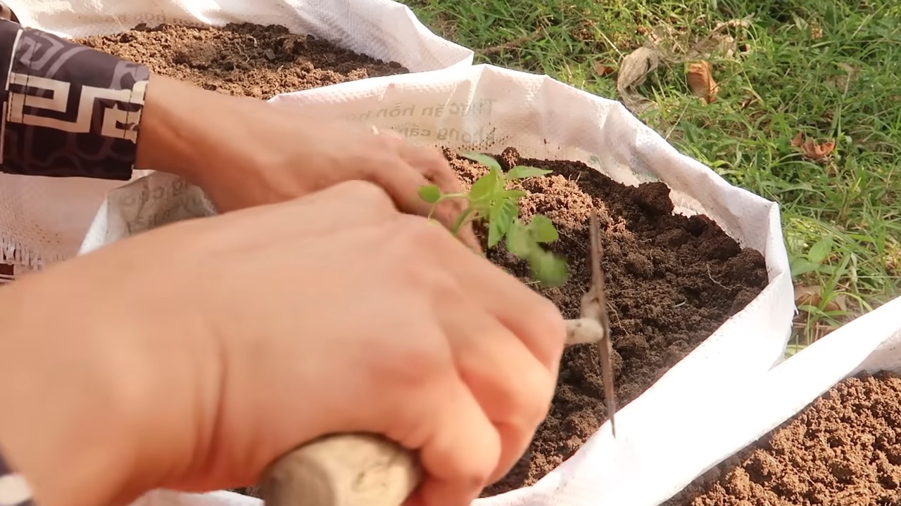 Easy Tomato Growing Setup