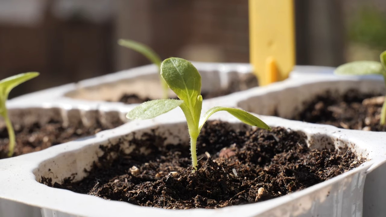Growing Romaine Lettuce Ground