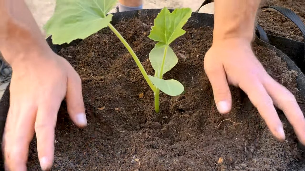 Patio squash growing tips