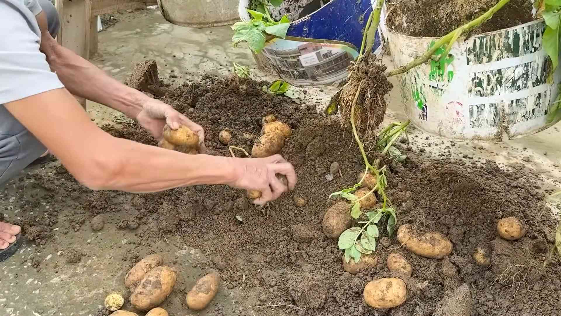 Growing potatoes no garden