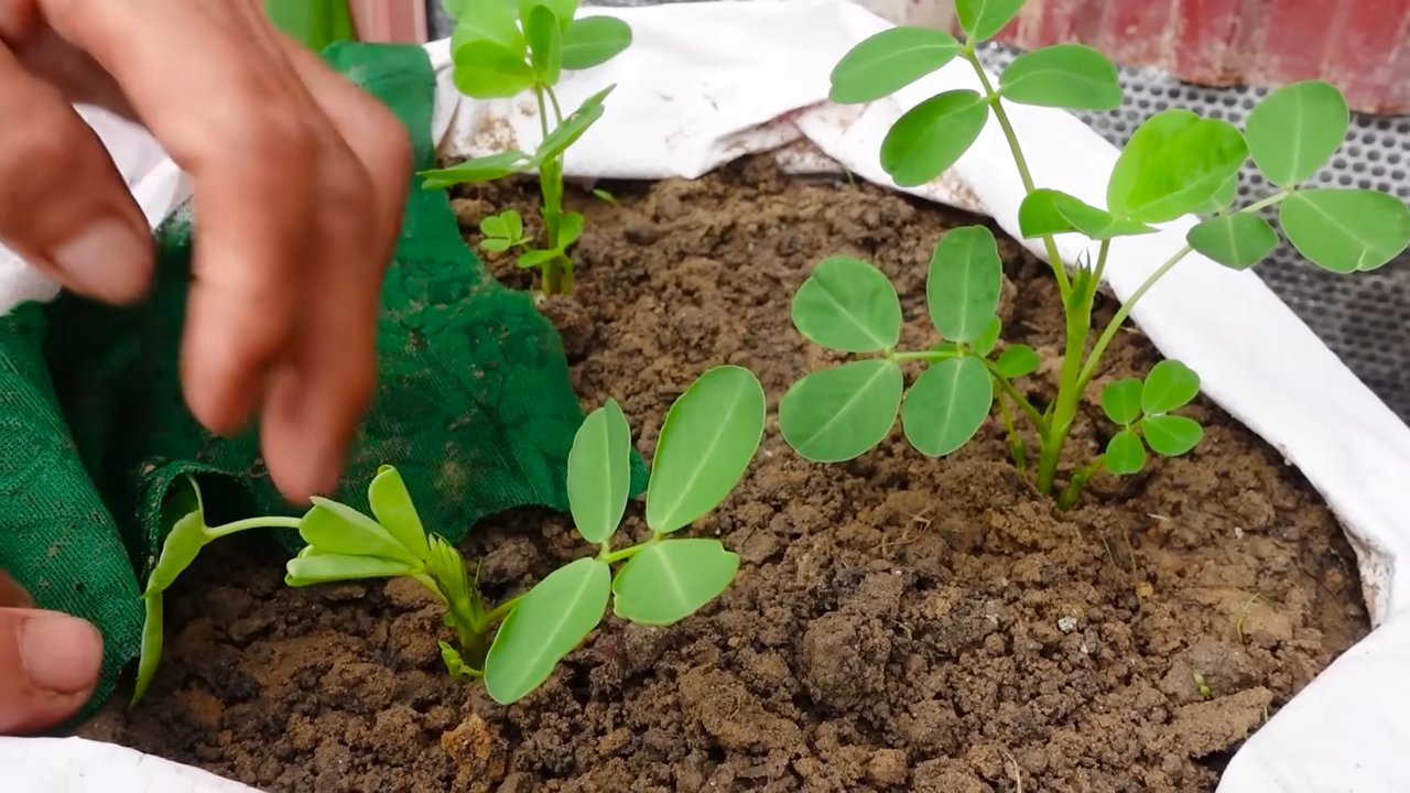 Peanut gardening simple hack