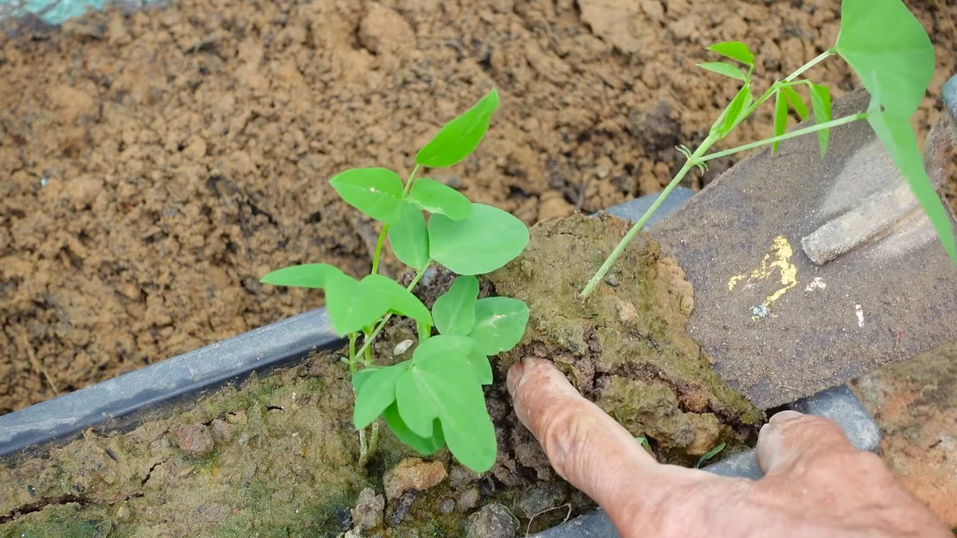 Grow Dragon Beans at Home