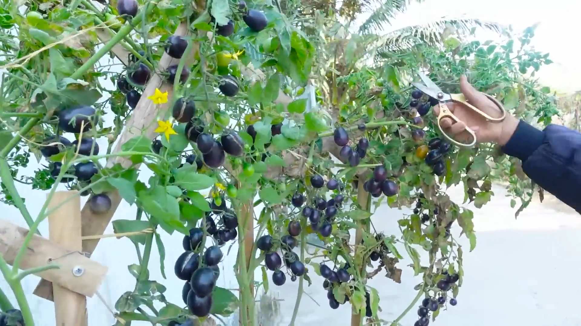 Tomato pot harvest