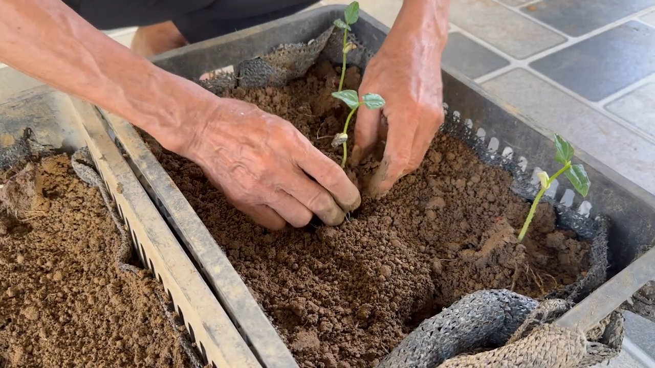 Easy Cowpea Garden