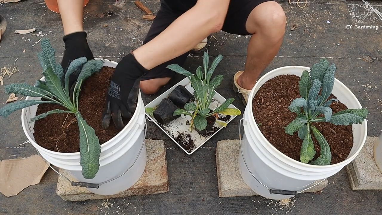 Rooftop Kale Growing Routine