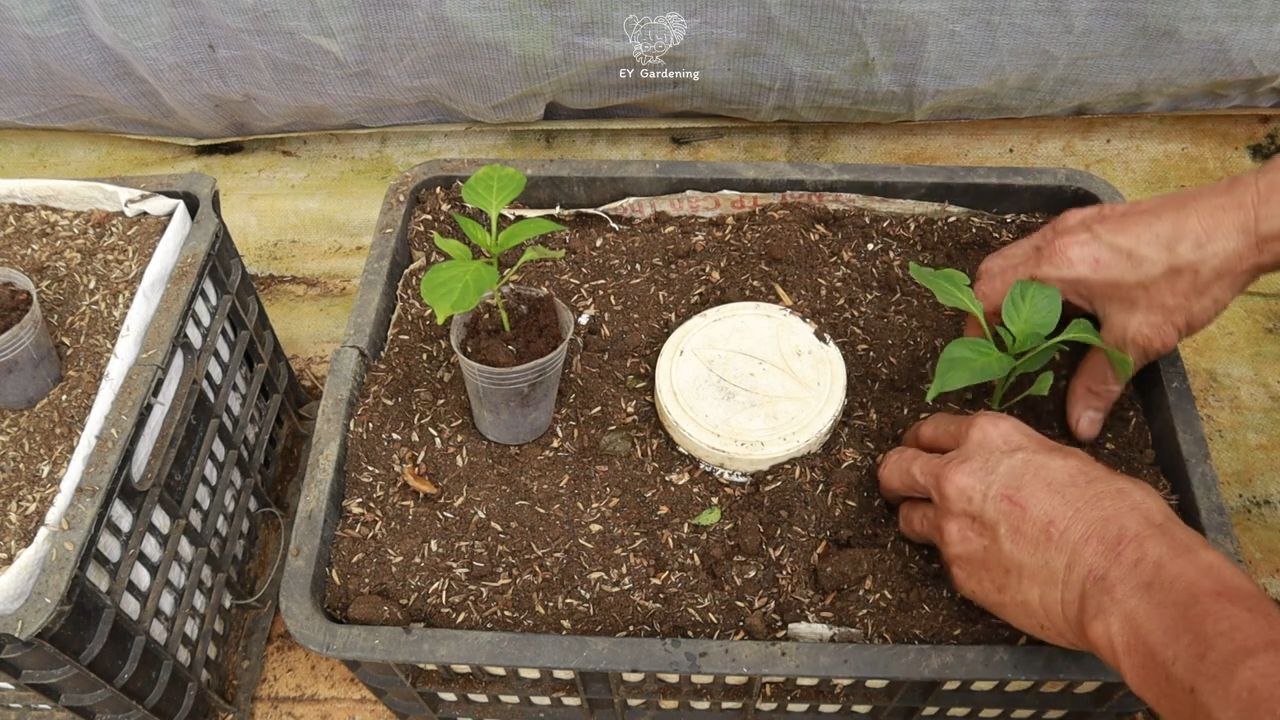 Balcony chili gardening tips