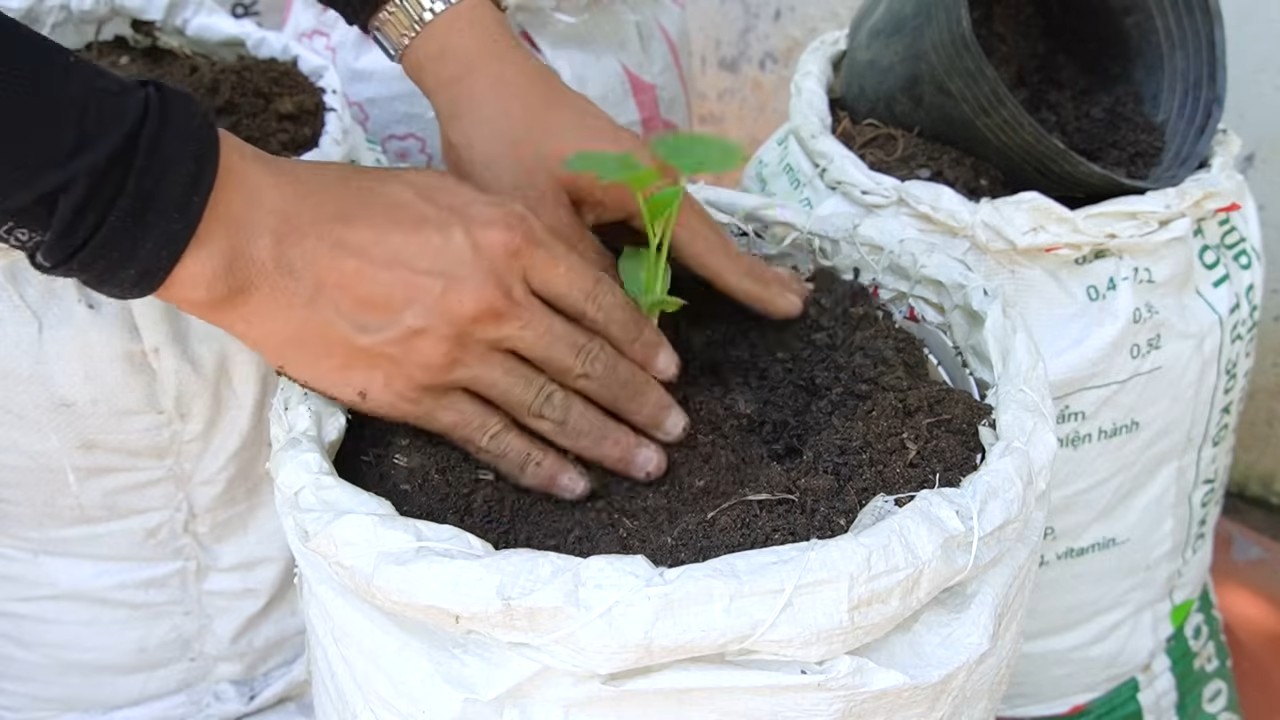 Growing sweeter cantaloupes in bags
