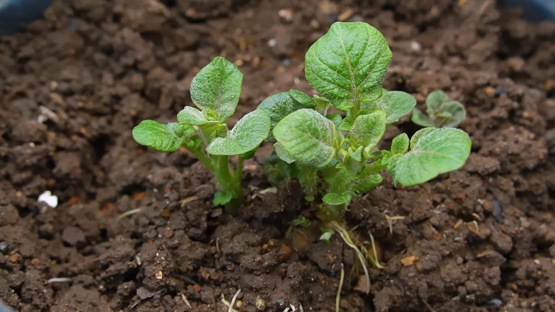Potato Bucket Growing