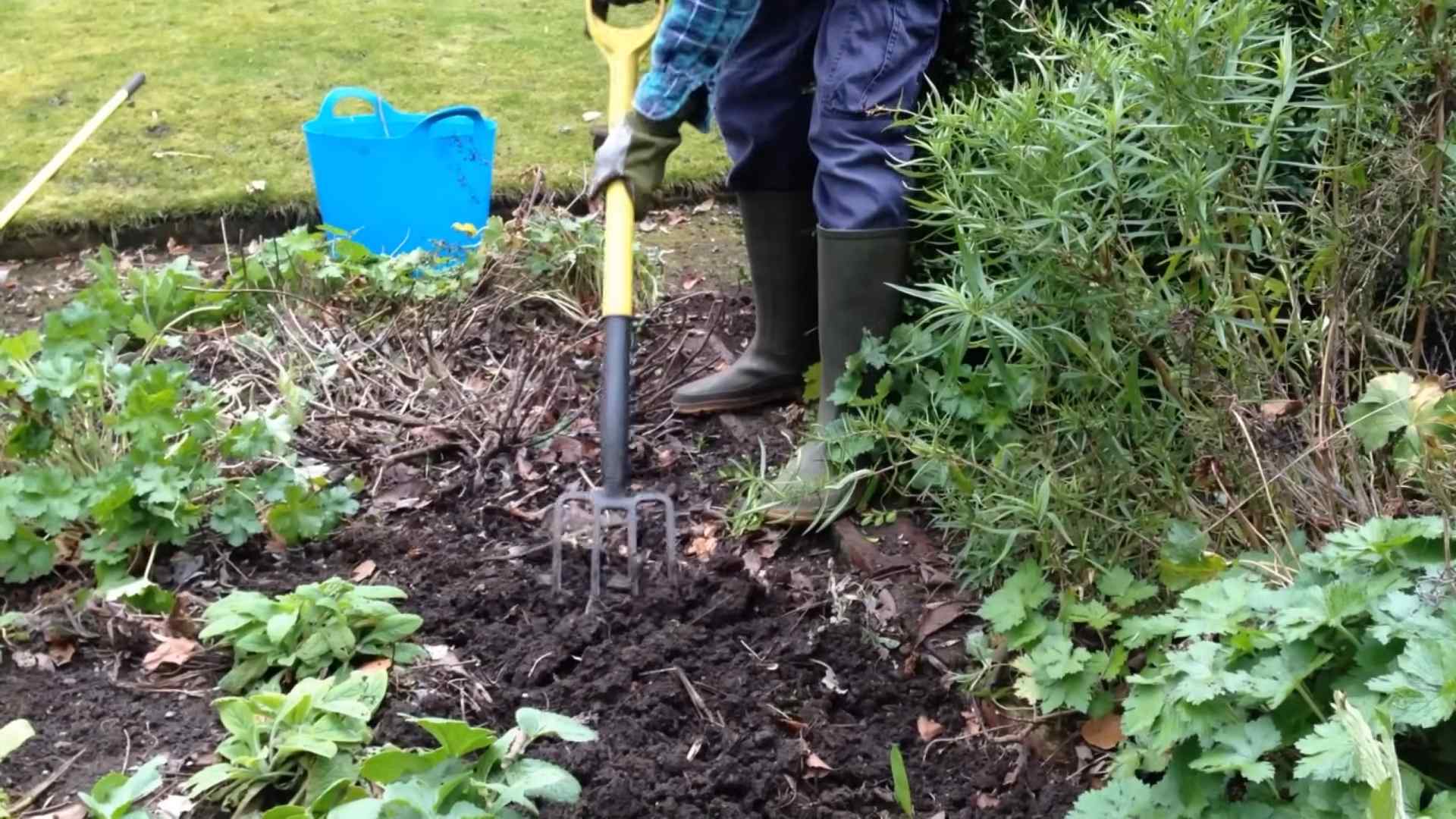 Growing Blueberries at Home