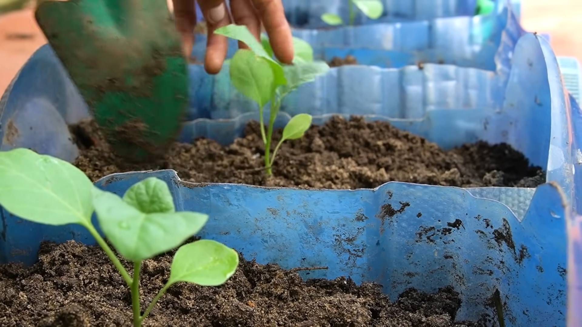 Growing Eggplants at Home