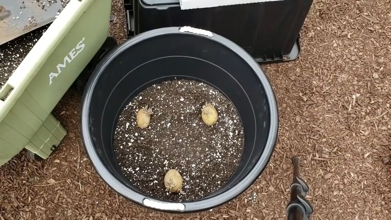 Grow Potatoes at Home