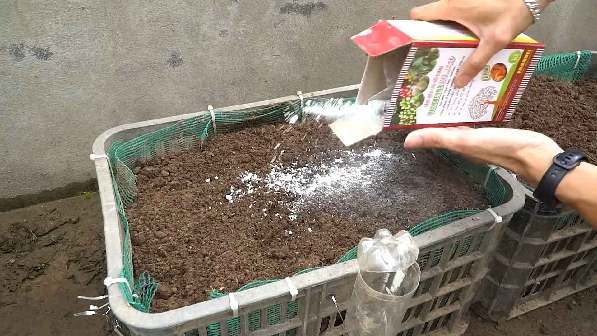 Growing Eggplants at Home