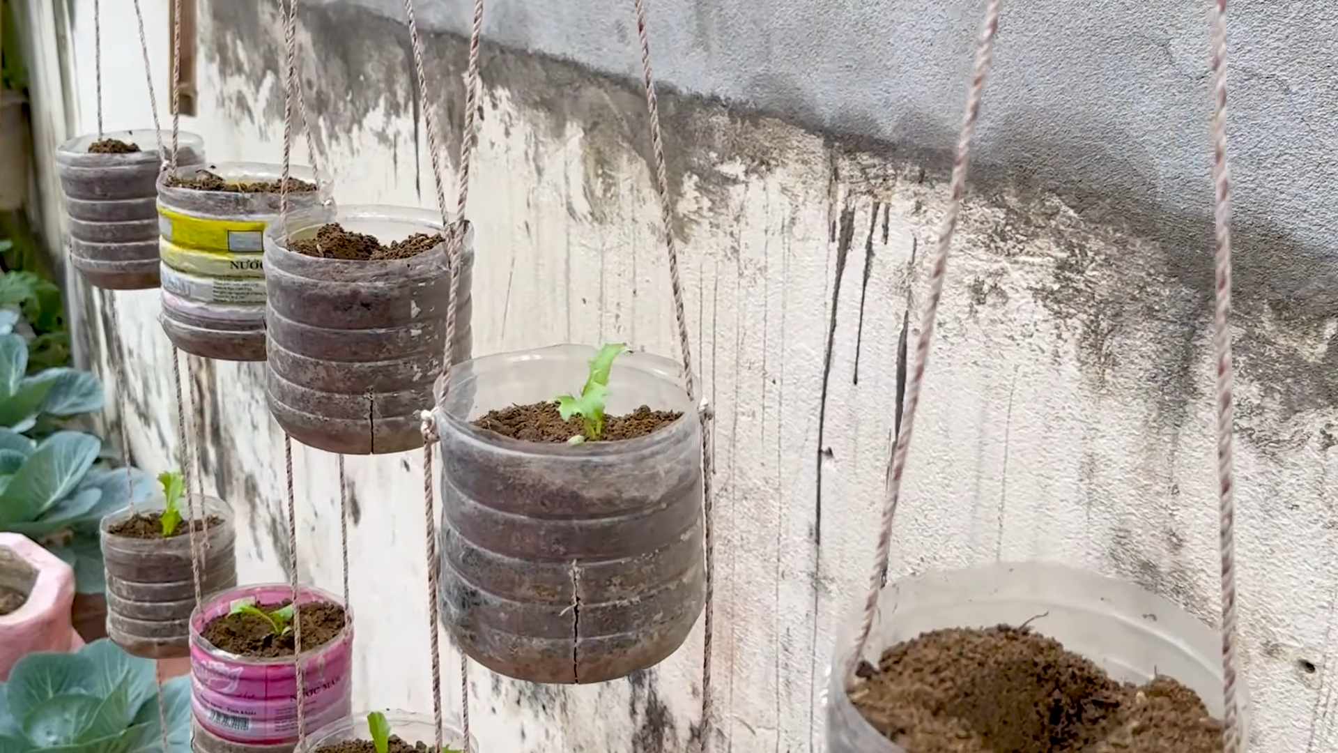 Lettuce Growing Hacks Beginners