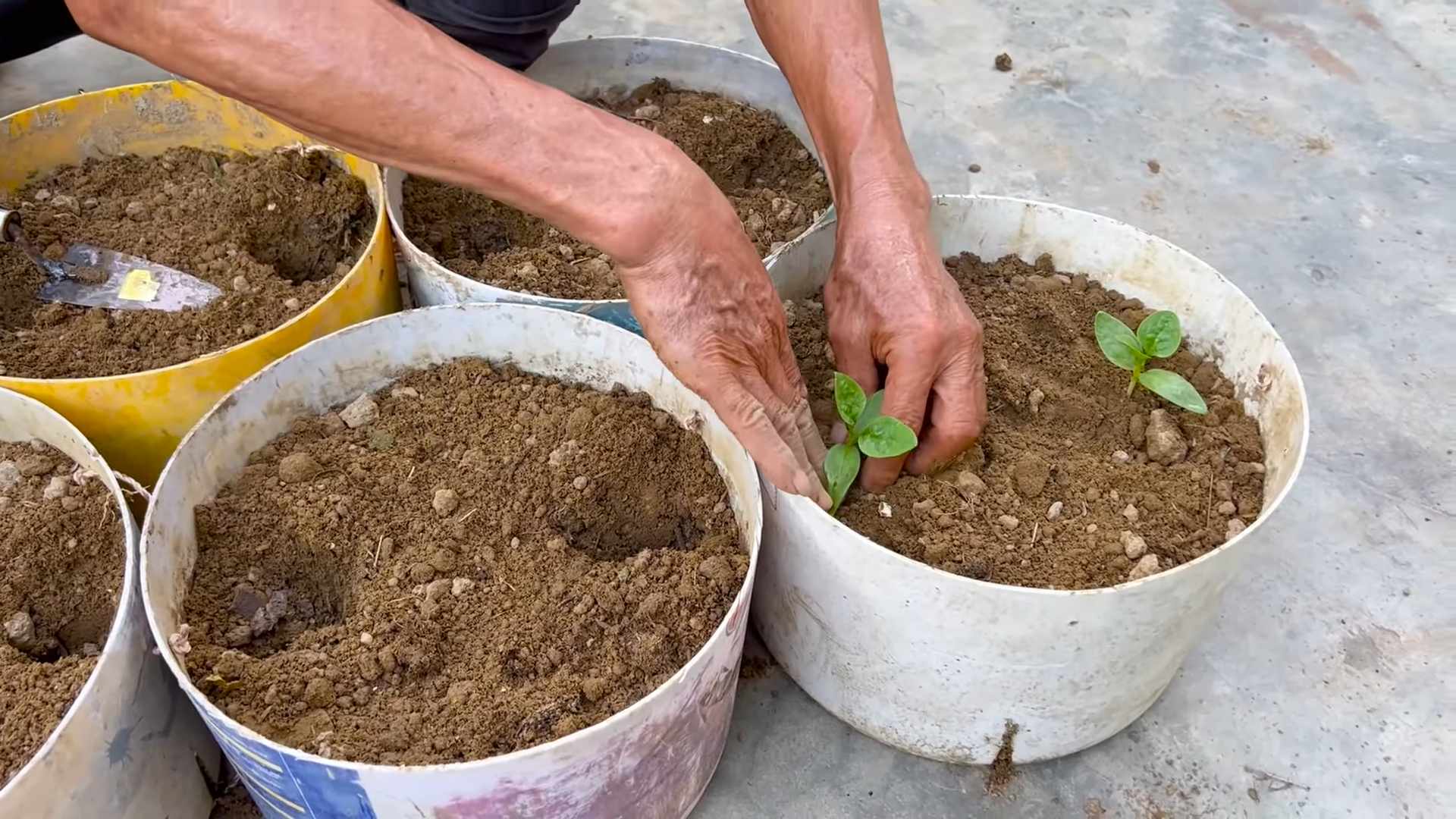 Grow Malabar Spinach Easily