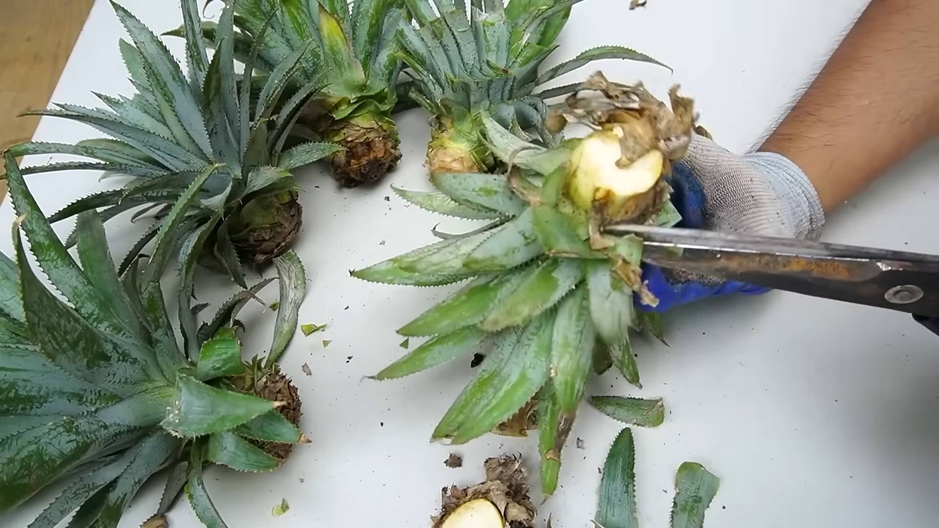 Grow Pineapple Indoors Easily