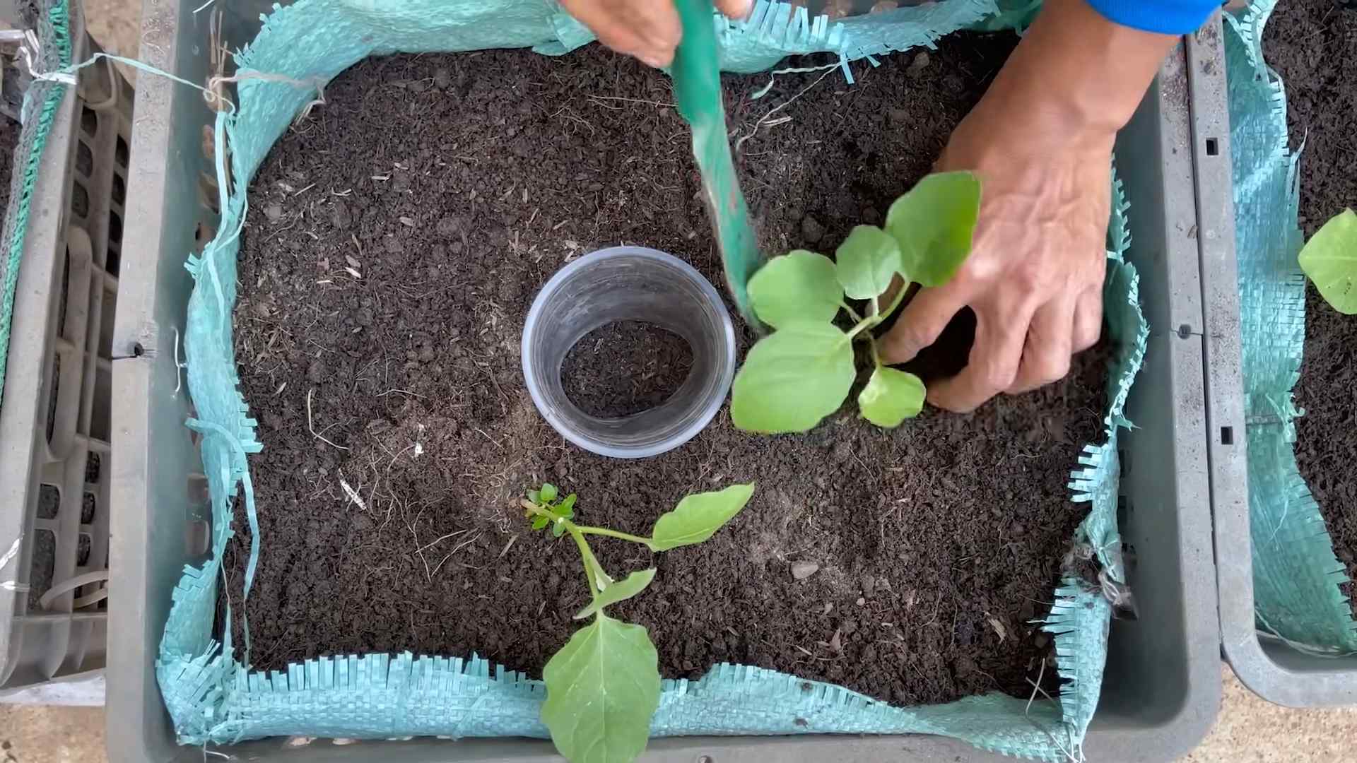 Eggplant gardening tips and tricks