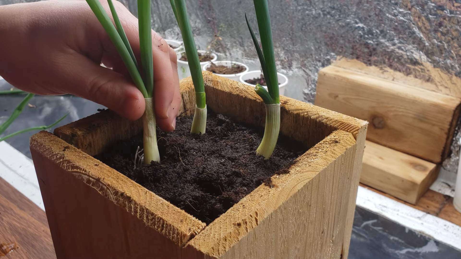 Regrow Green Onions Kitchen Scraps
