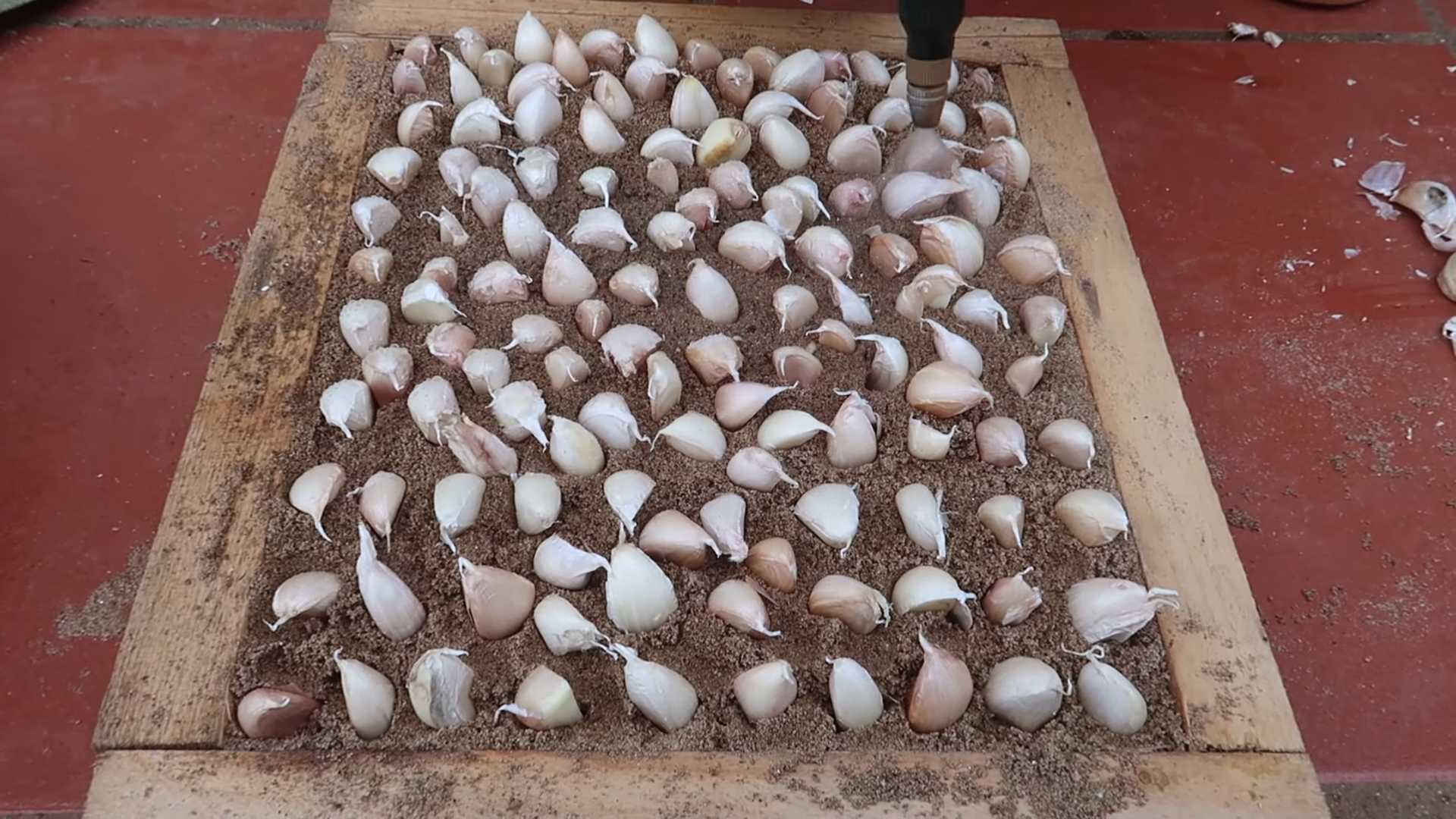 Growing garlic plastic bag