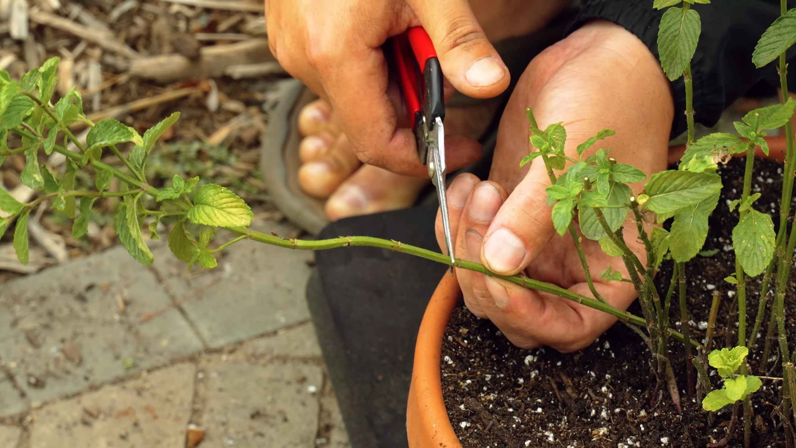 Grow Mint Indoors