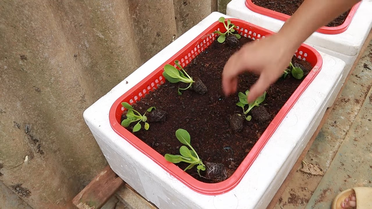 Grow Bok Choy Kitchen Garden