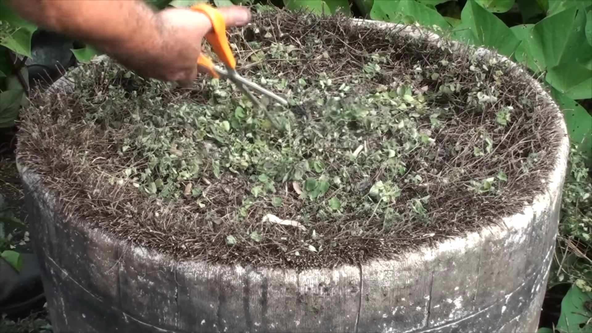 Growing Oregano Indoors