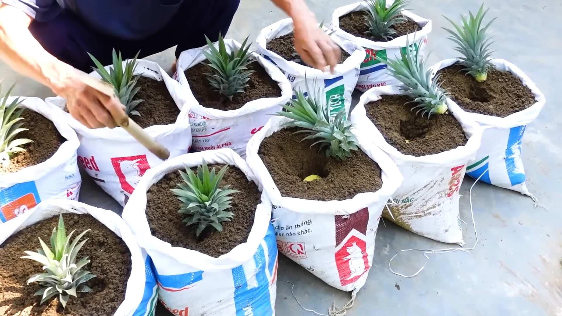 Grow Sweet Pineapples