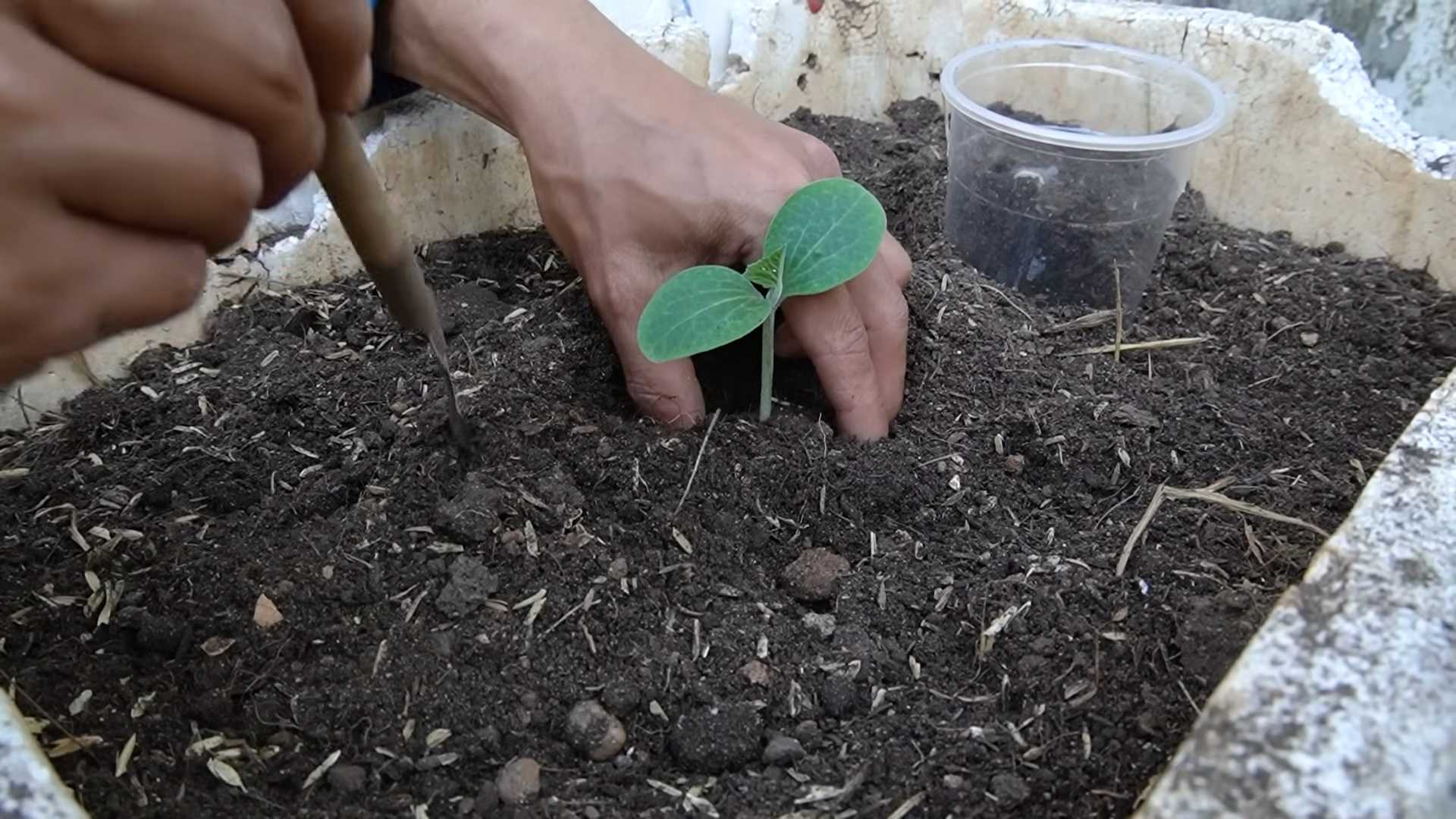 Grow Giant Pumpkins
