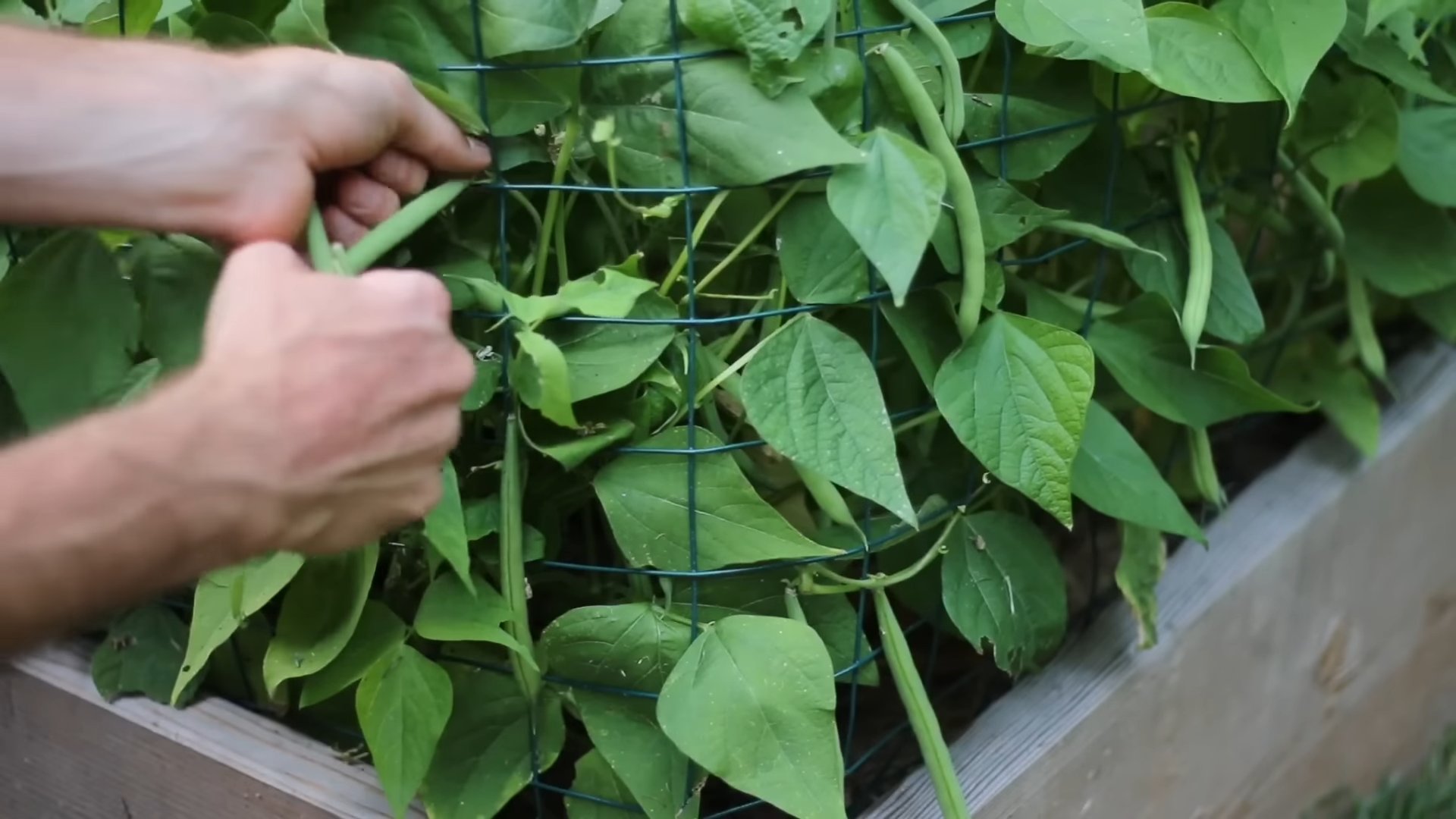 Bush Bean Growing Guide