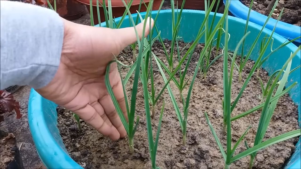 Planting Garlic at Home