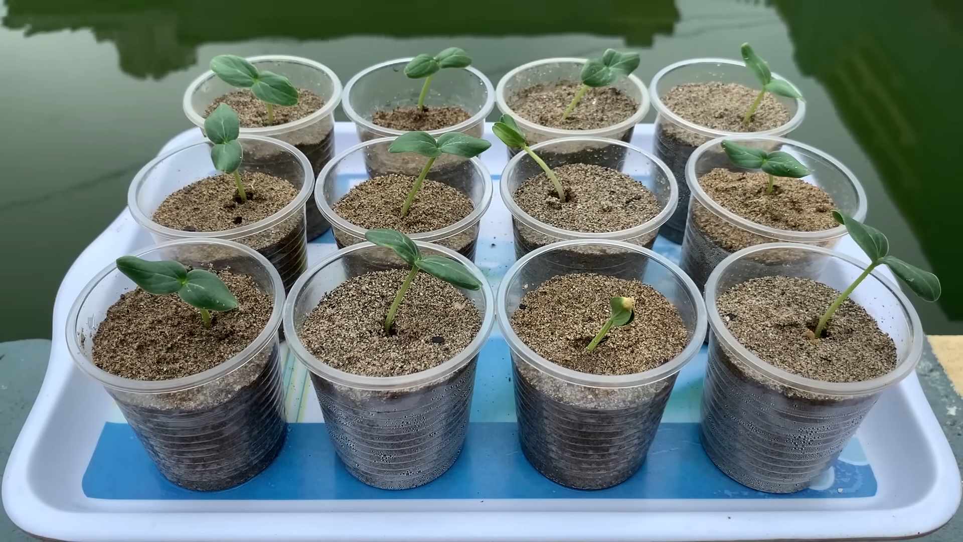 Grow Cucumbers Small Spaces