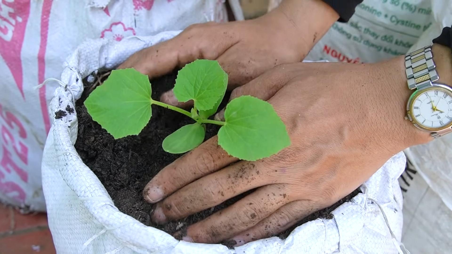 Grow Bigger Cantaloupes DIY
