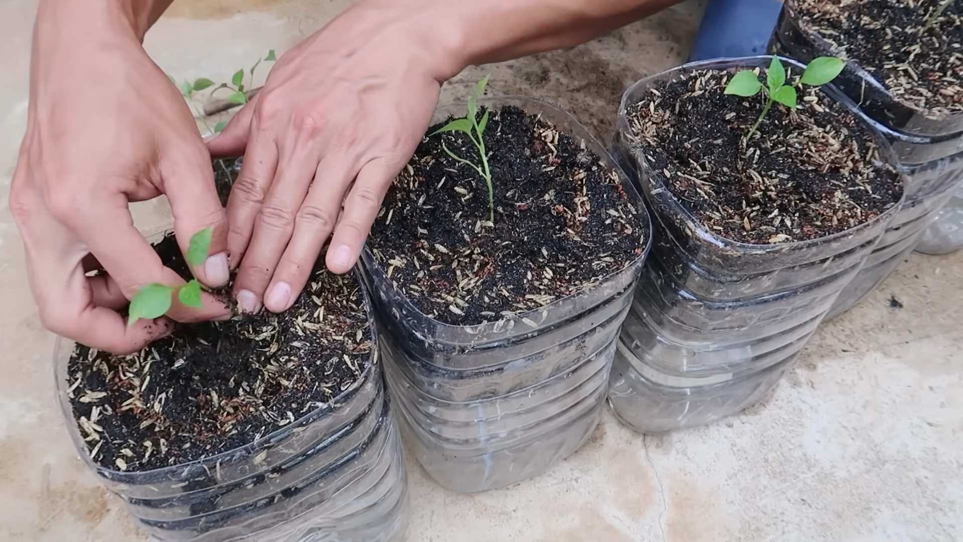 Best Chili Growing Tip
