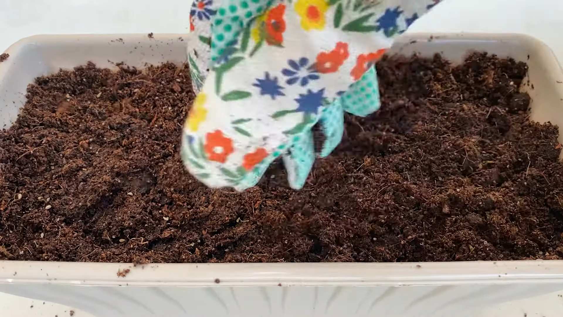 Indoor Parsley Growing Tips