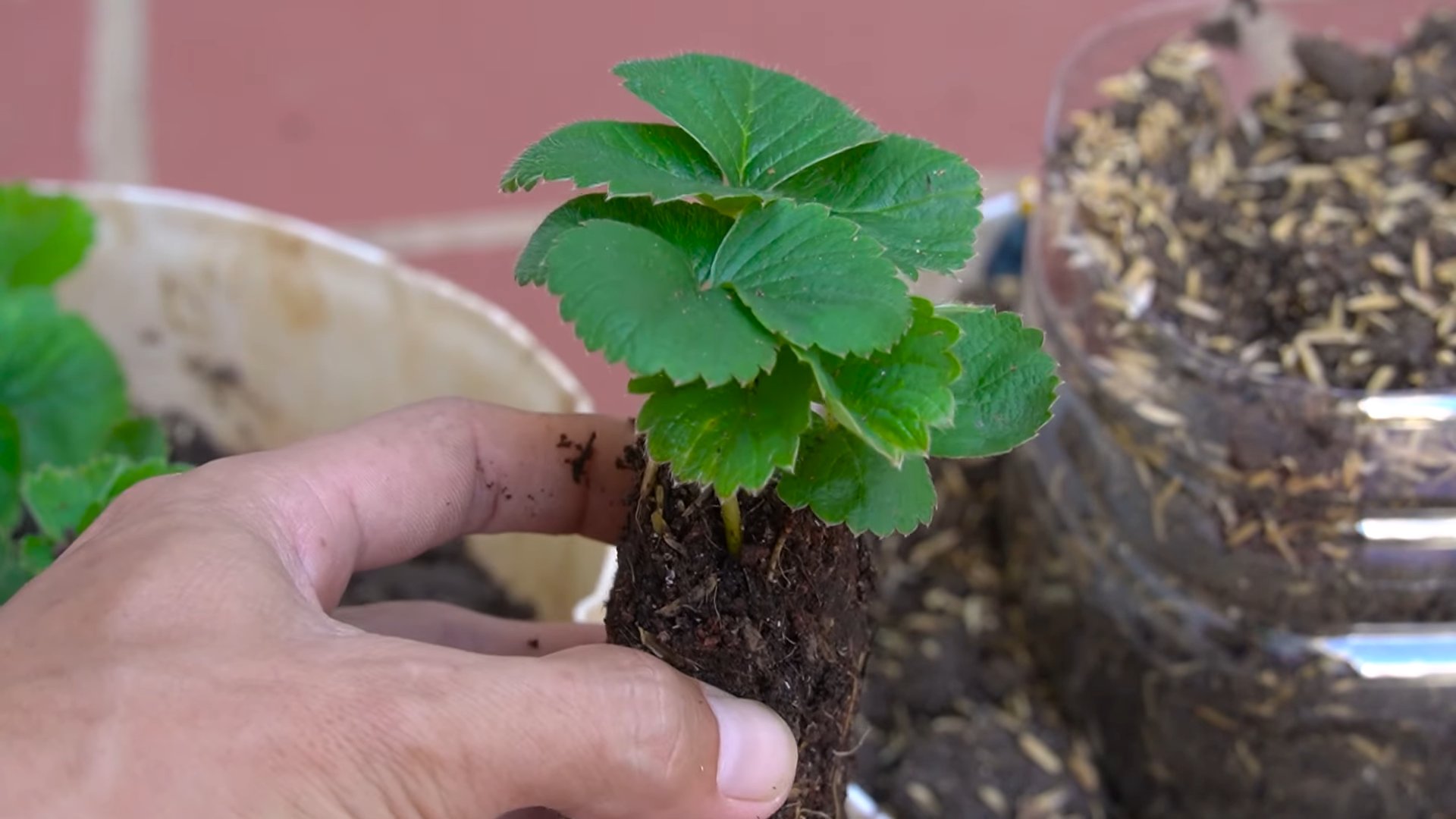 Everbearing Strawberry Growing Tips
