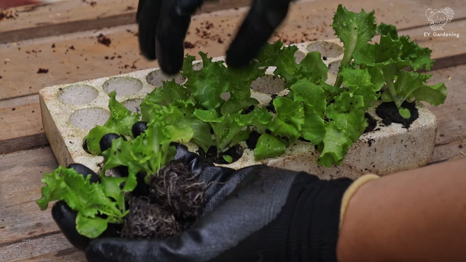Grow Lettuce Indoors