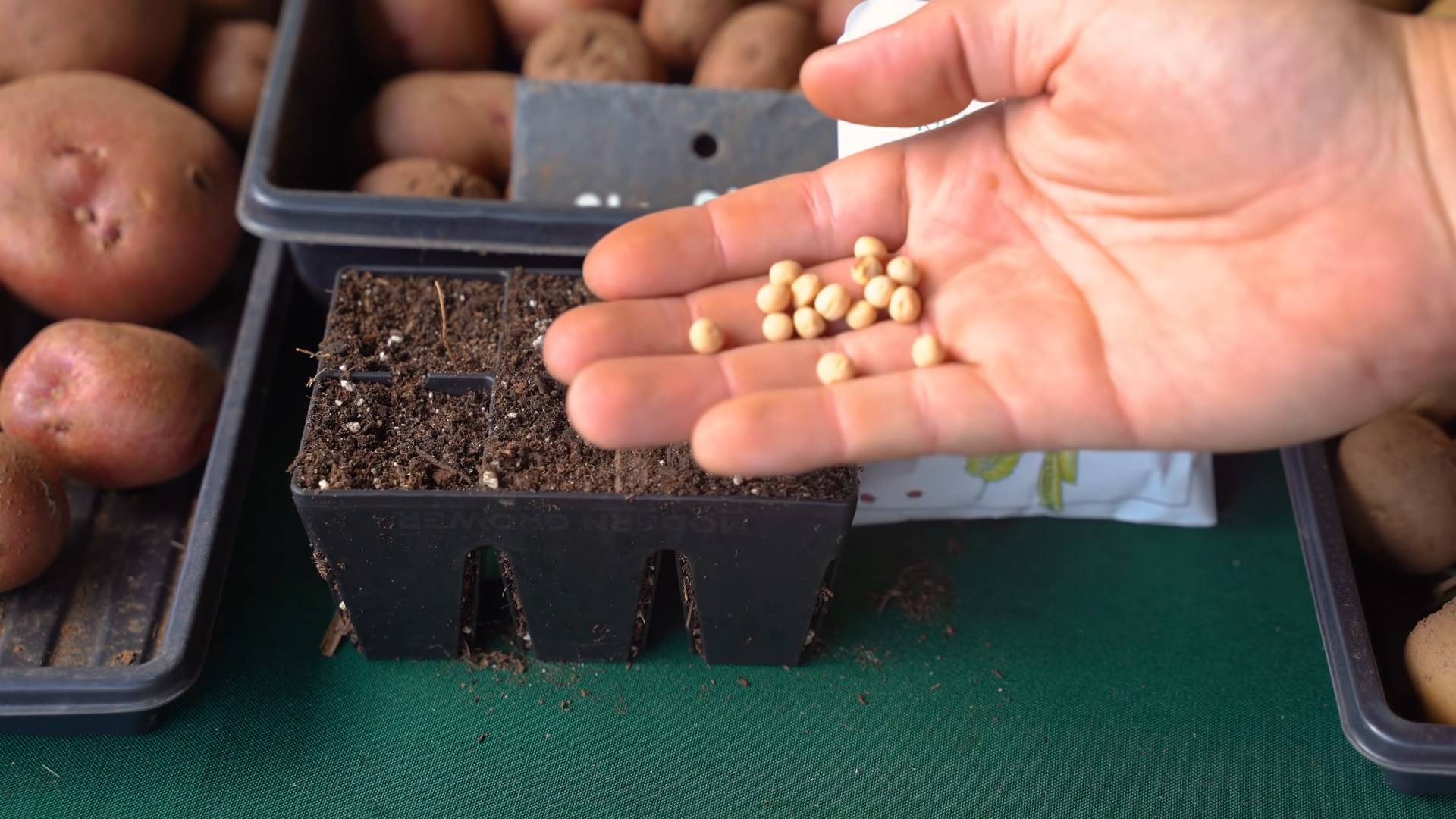 Planting Peas Indoor Kitchen Garden