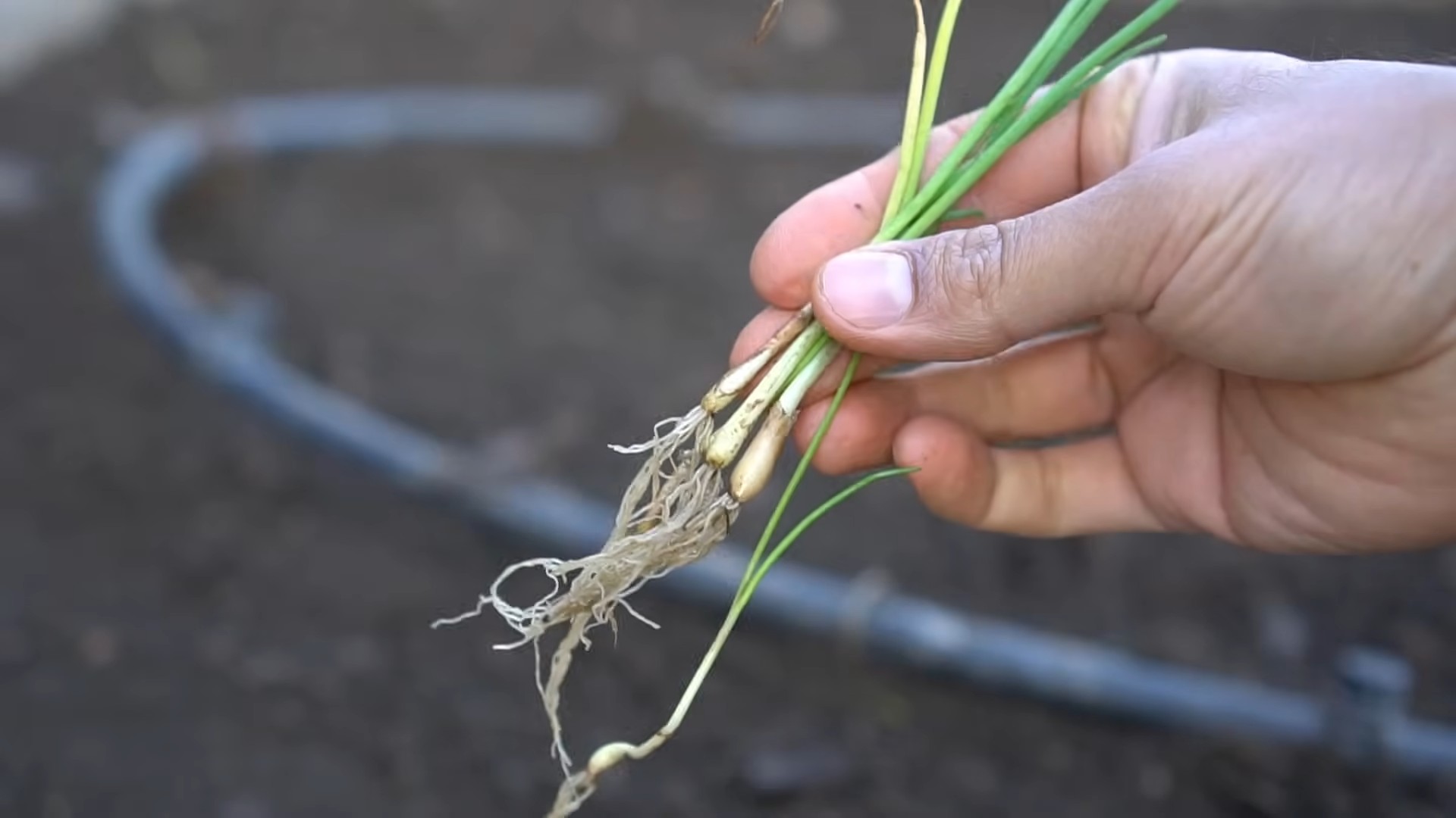 Growing Onions Home Garden