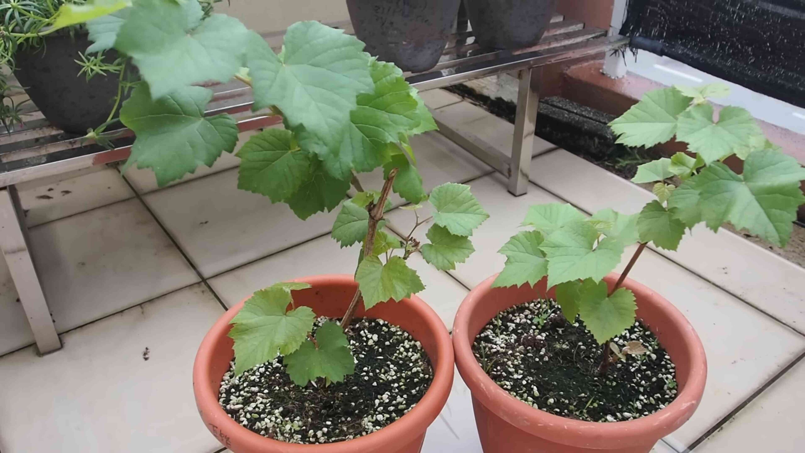 Growing grapes at home