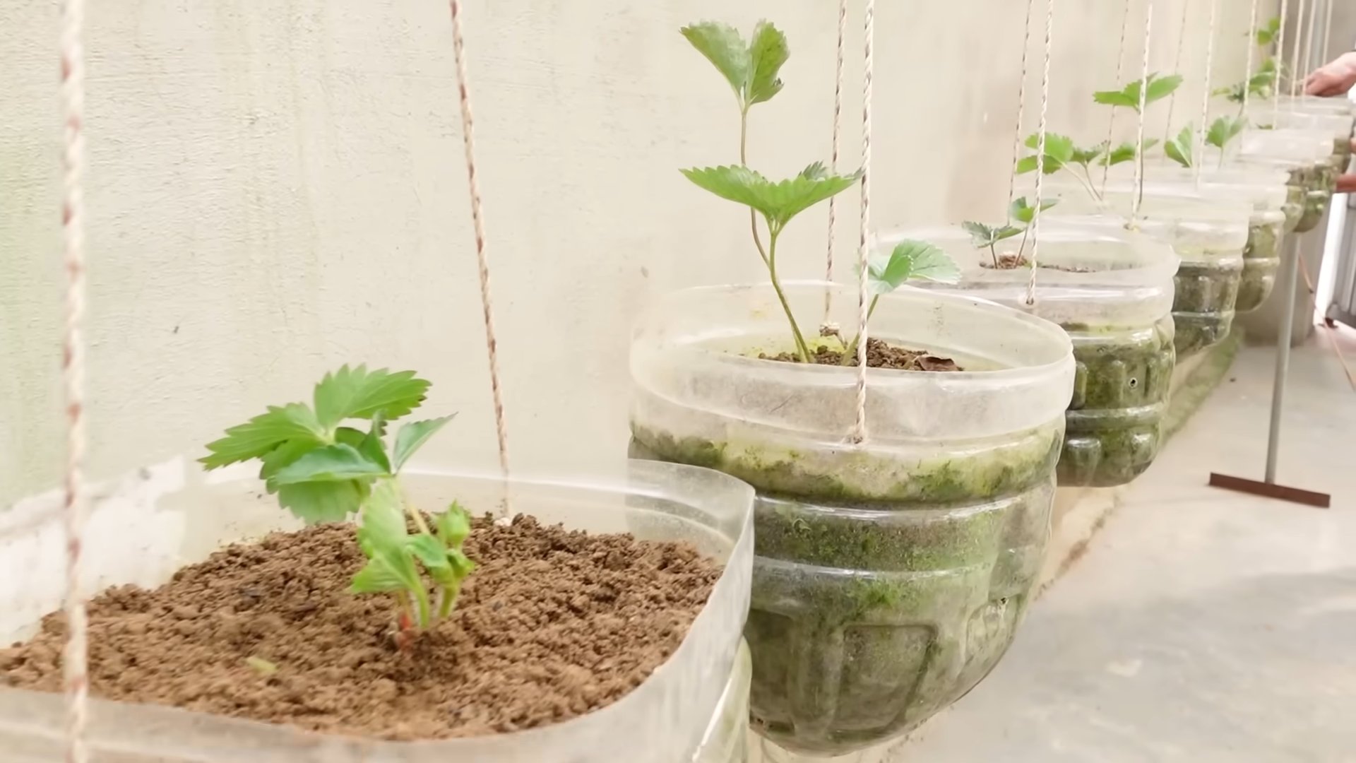 Maintain Strawberry Plants at Home