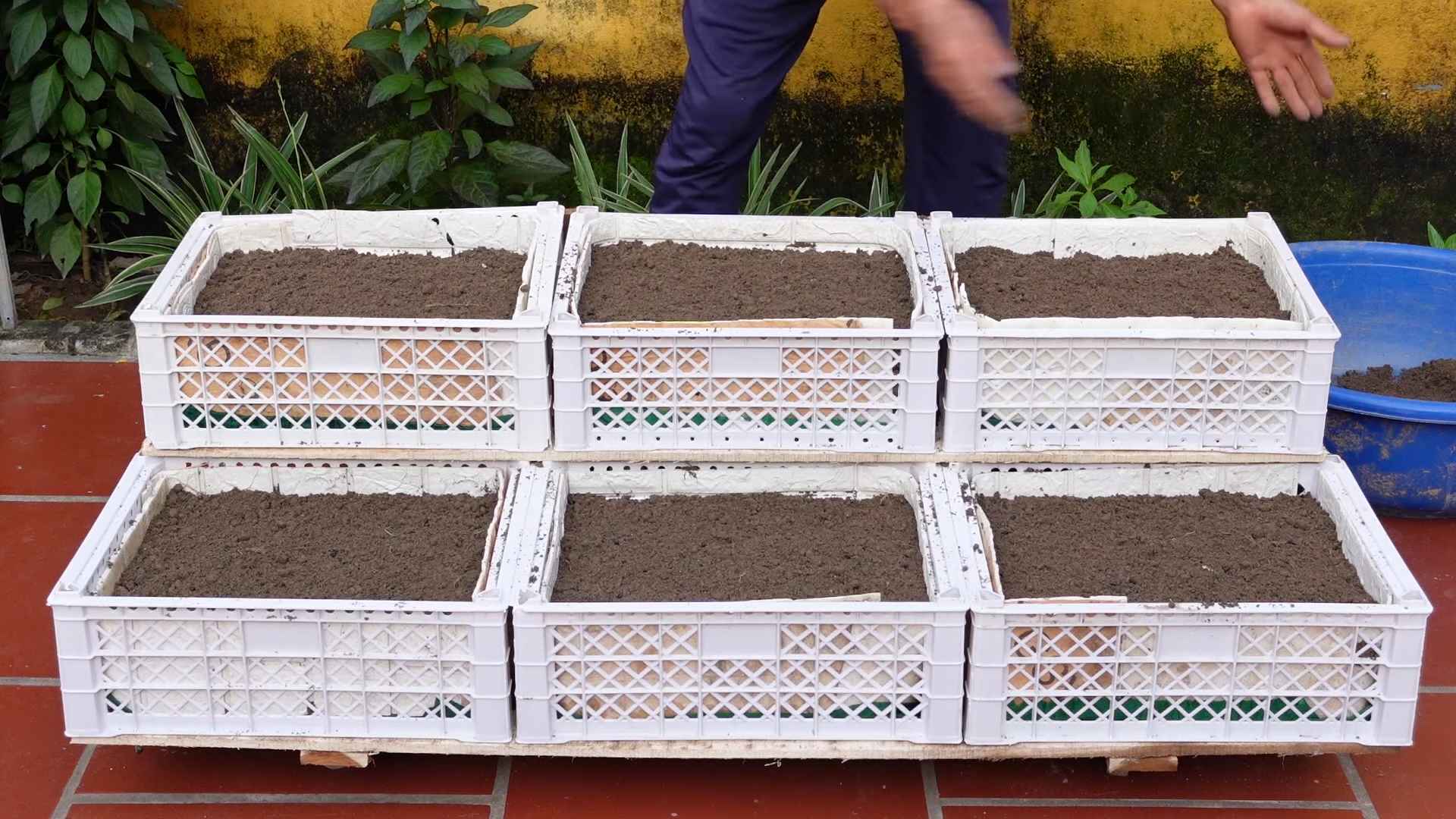 Grow Potatoes at Home
