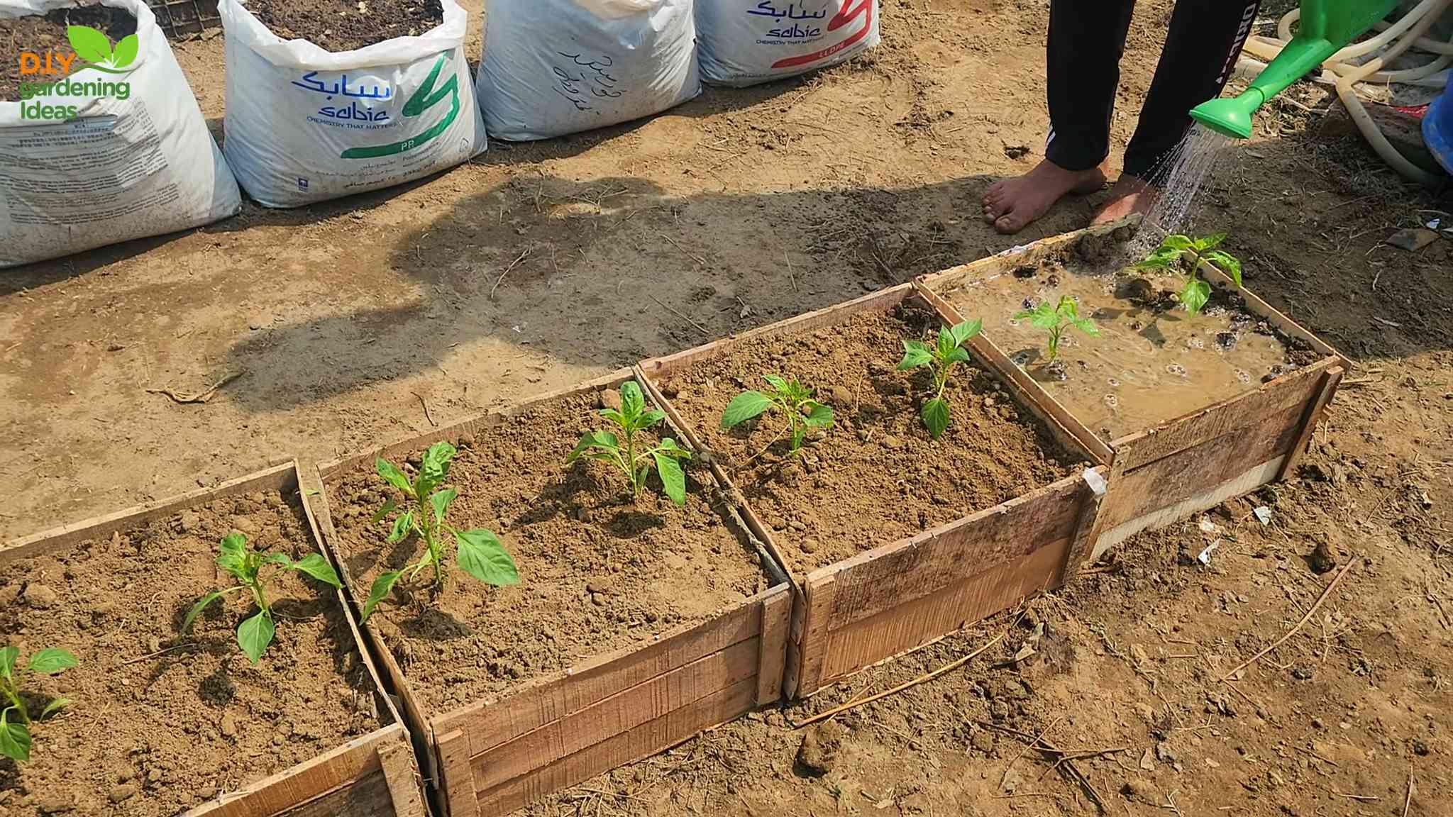 Bell Peppers Bucket Gardening
