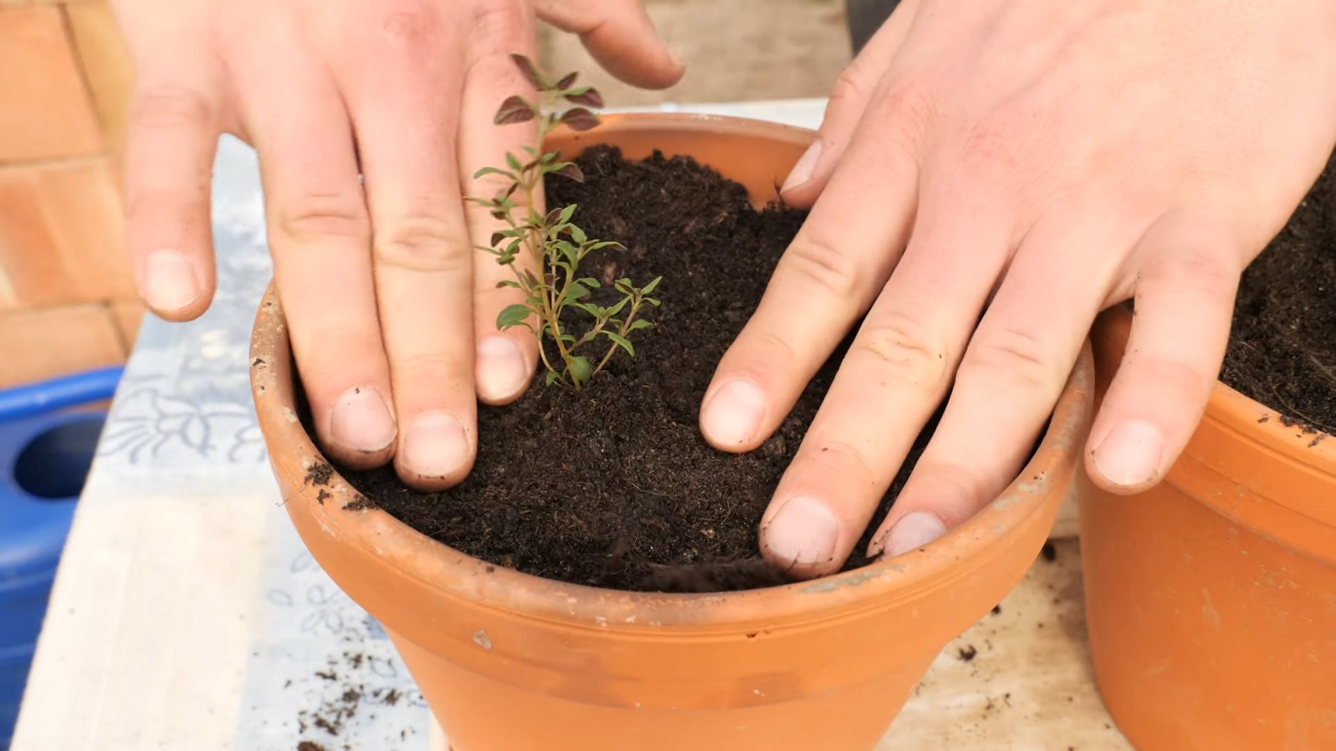 Growing Fresh Thyme