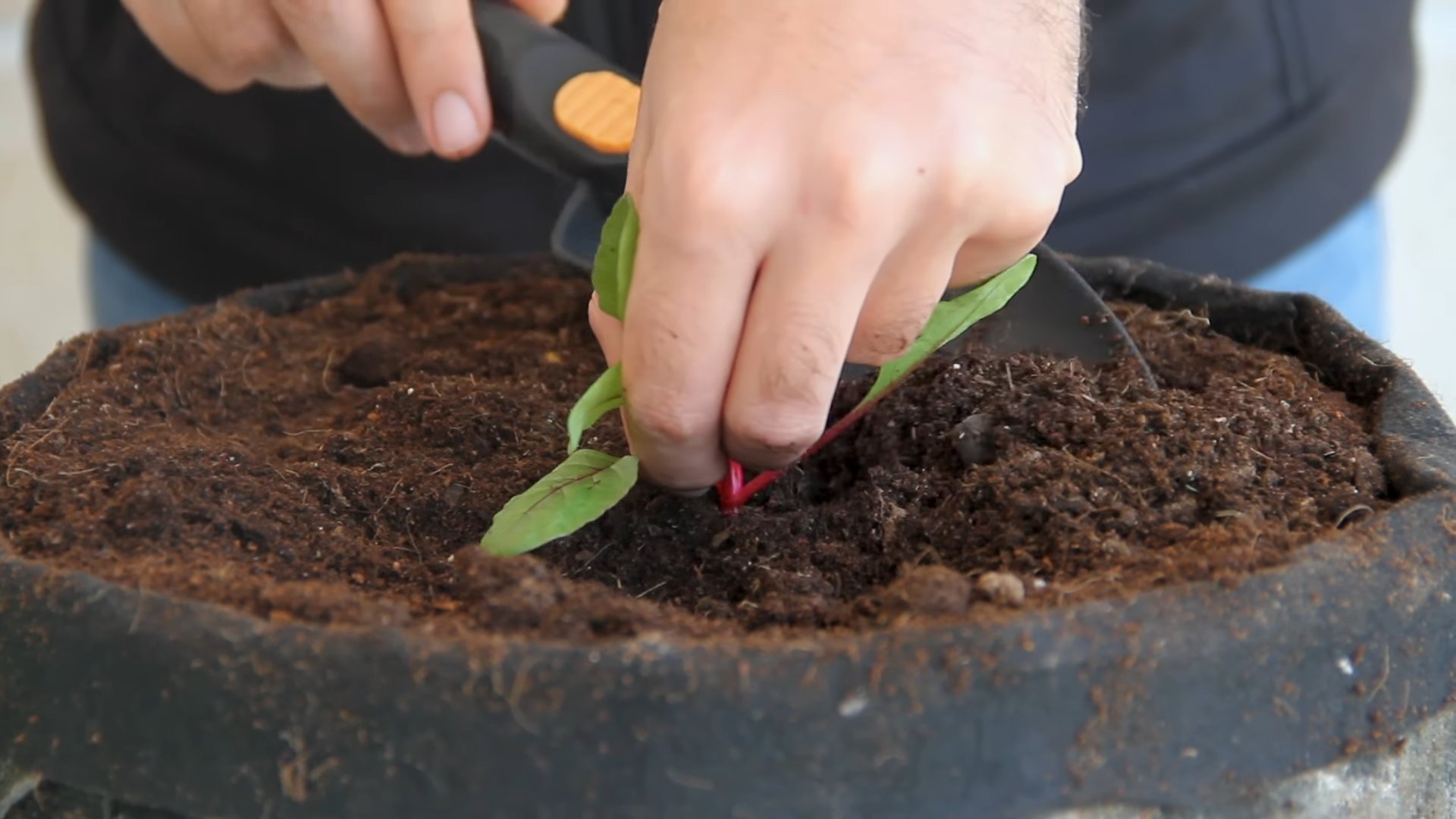 Growing Beets Kitchen Garden