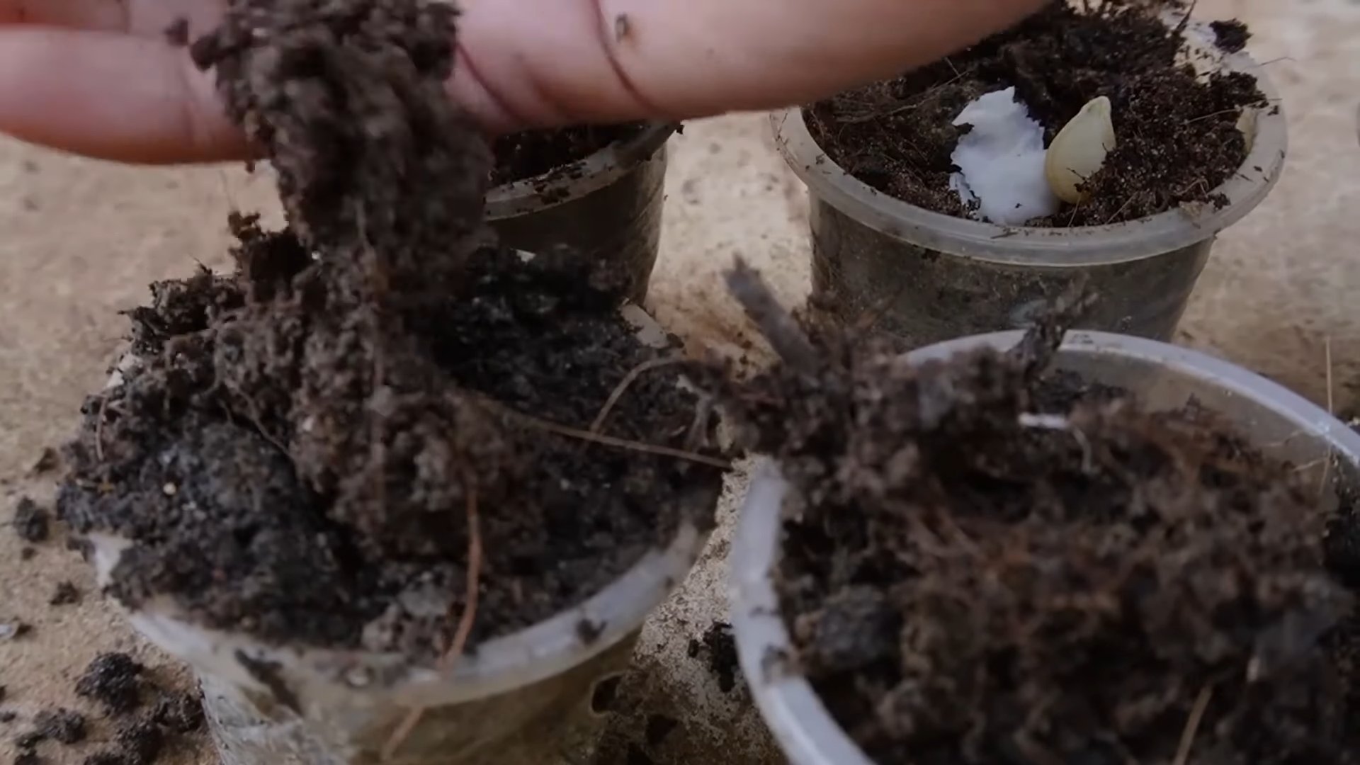 Easy gardening tips for beginners