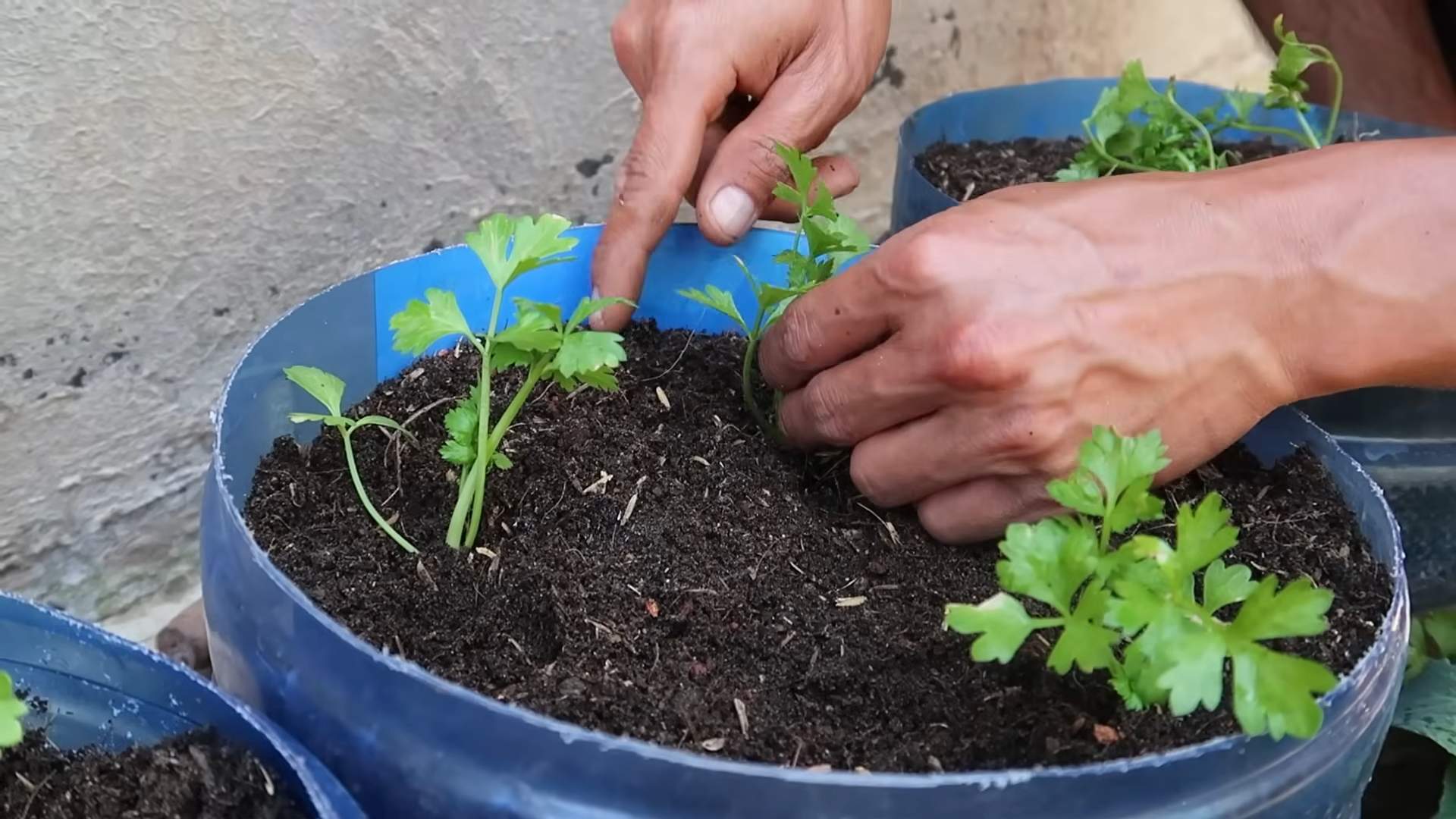 Celery hack food storage