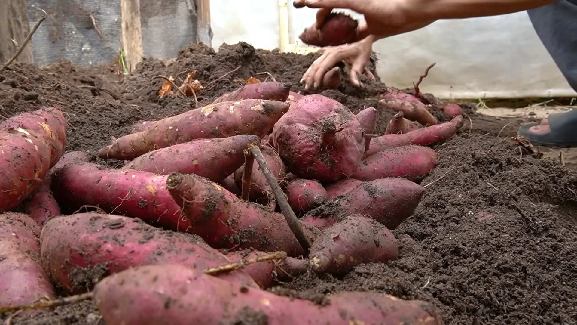 Growing Sweet Potatoes Indoors