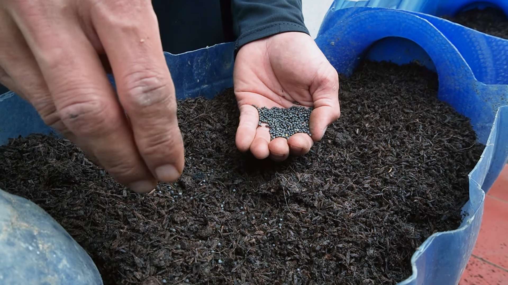 Grow Collard Greens Easily