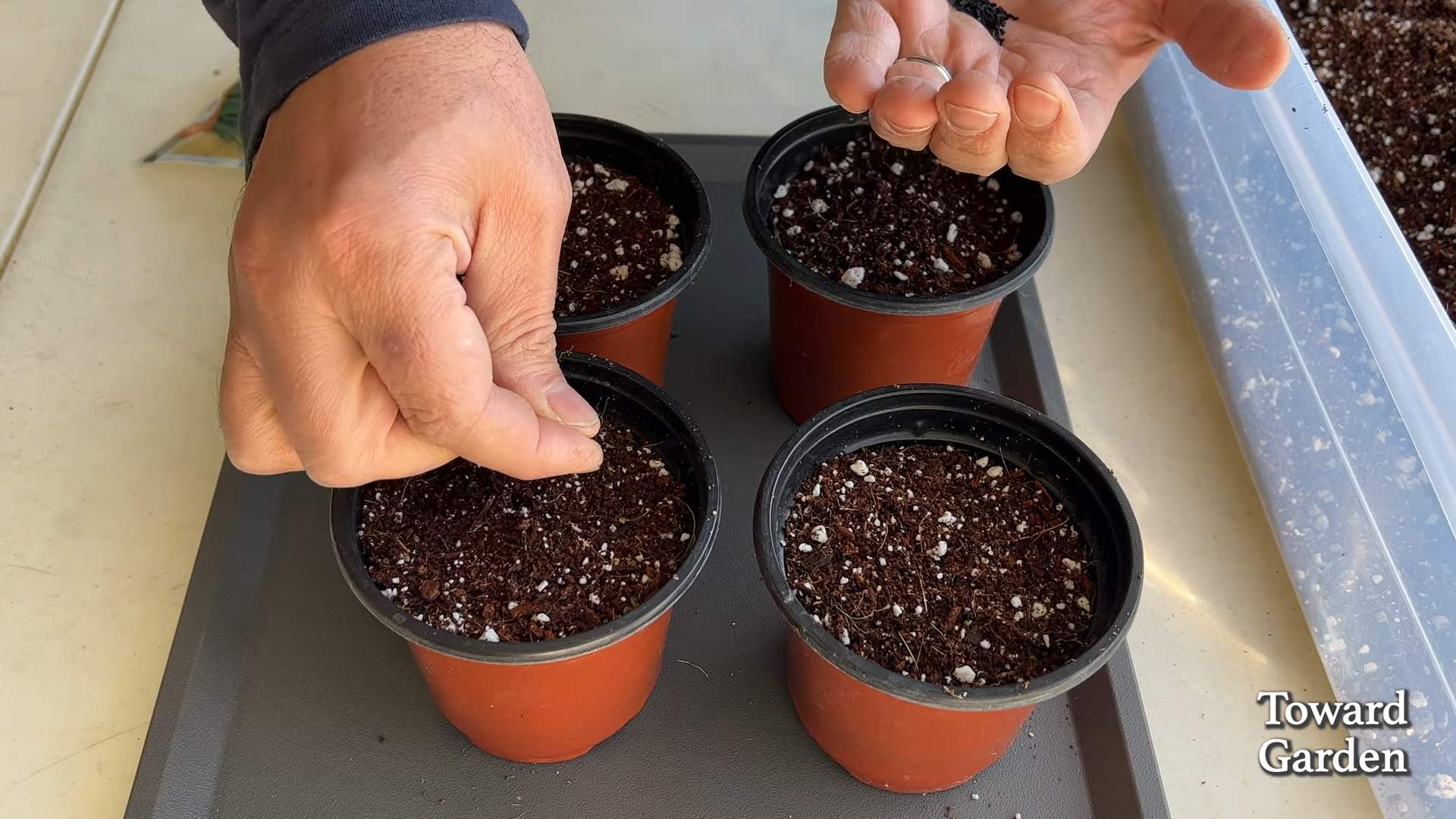 Indoor Chive Gardening Easy Guide